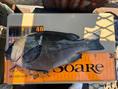 メジナの釣果