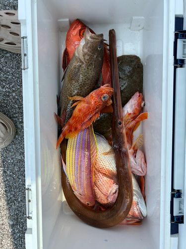 チカメキントキの釣果