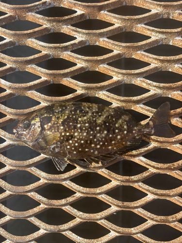 アイゴの釣果