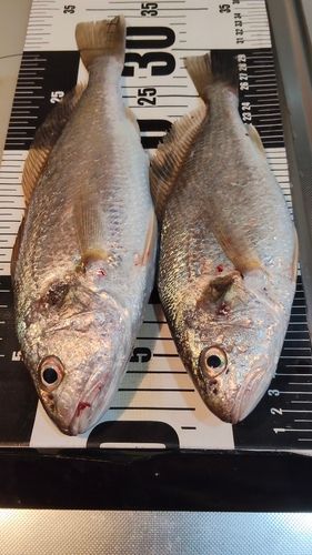 イシモチの釣果