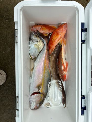 カンパチの釣果