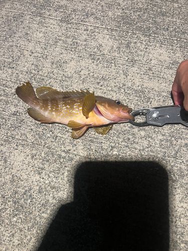 キジハタの釣果