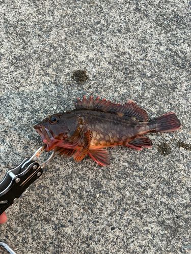 釣果