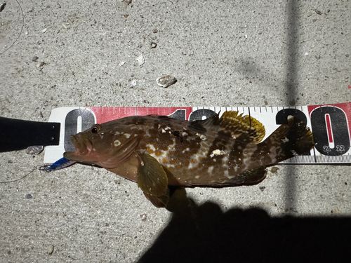 キジハタの釣果