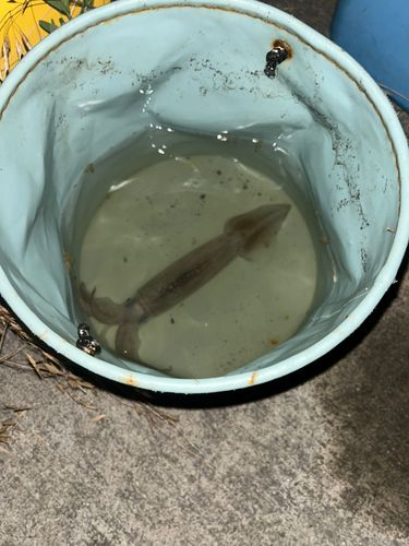 イカの釣果