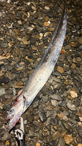 タチウオの釣果