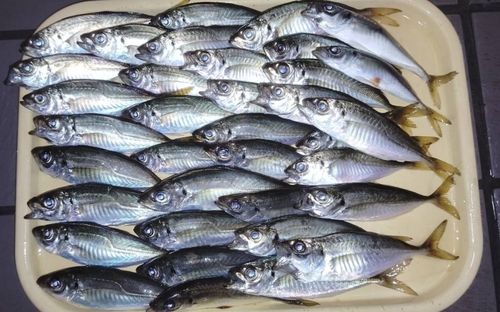 アジの釣果