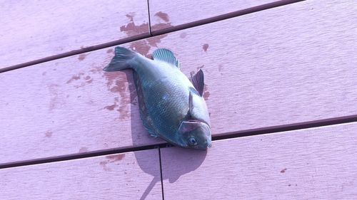 メジナの釣果