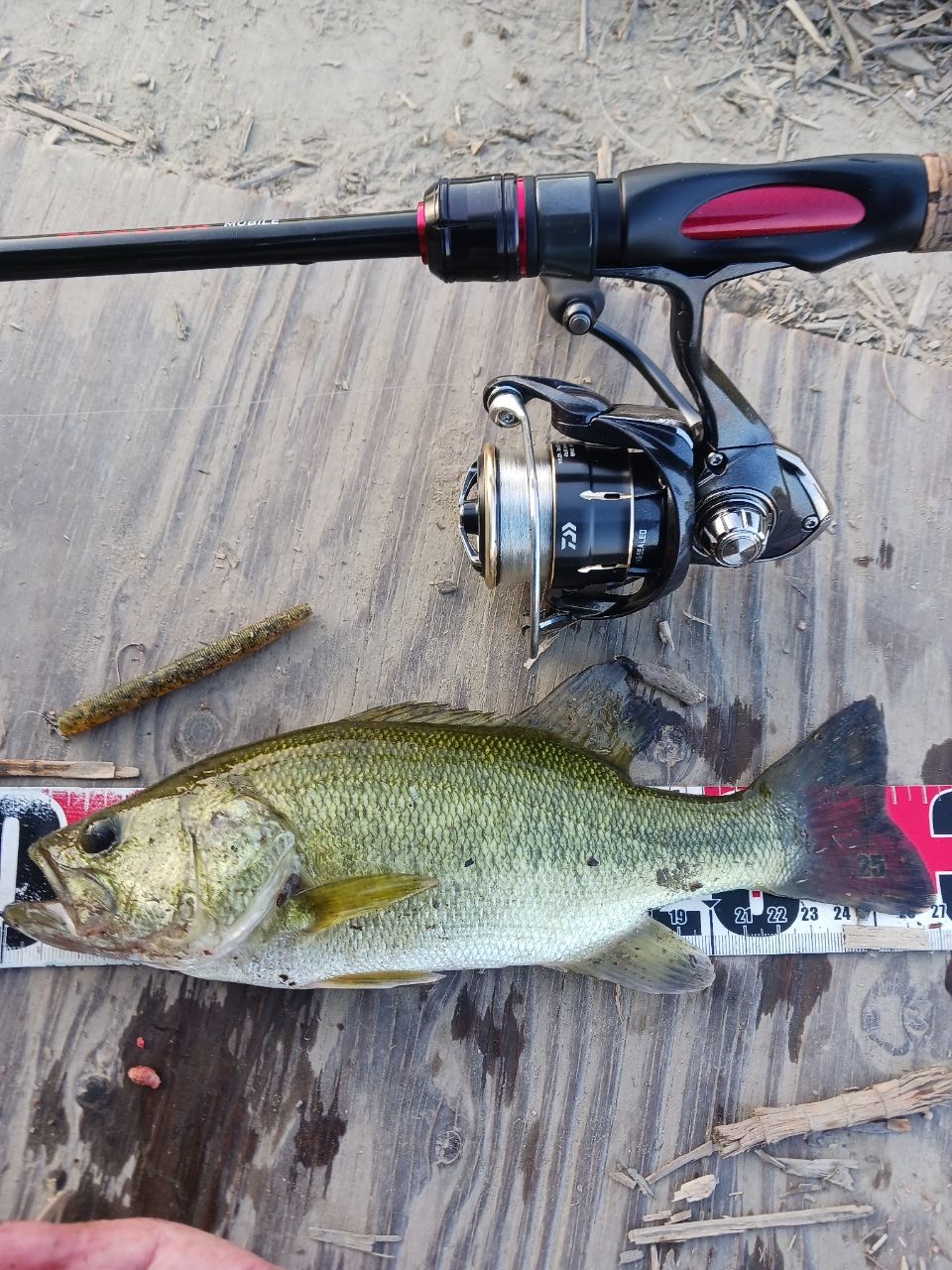 DAIWA 20ブレイゾン モバイル 666TLSの最安値・インプレ・釣果 | 本音