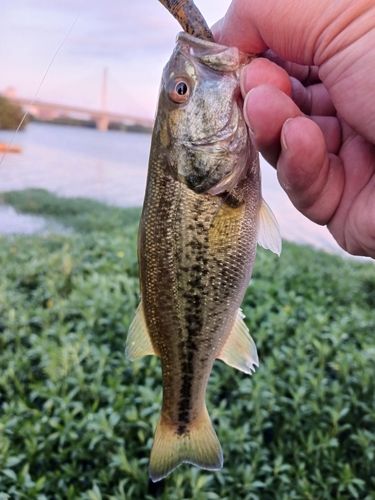 ラージマウスバスの釣果