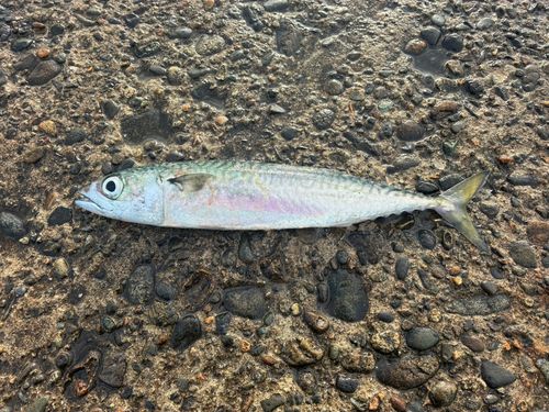 サバの釣果