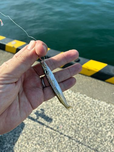 神奈川県で釣れたアオリイカの釣り・釣果情報 - アングラーズ | 釣果