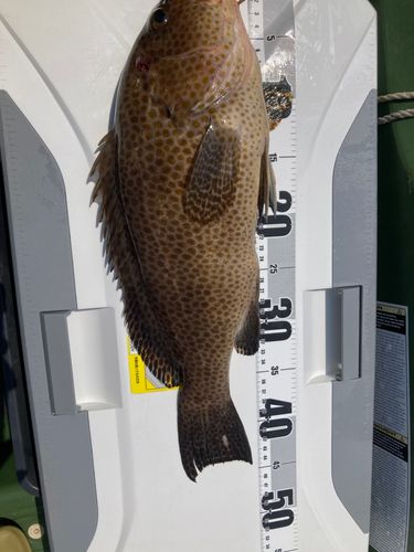 オオモンハタの釣果