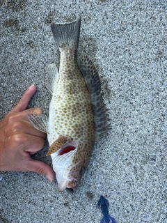 オオモンハタの釣果