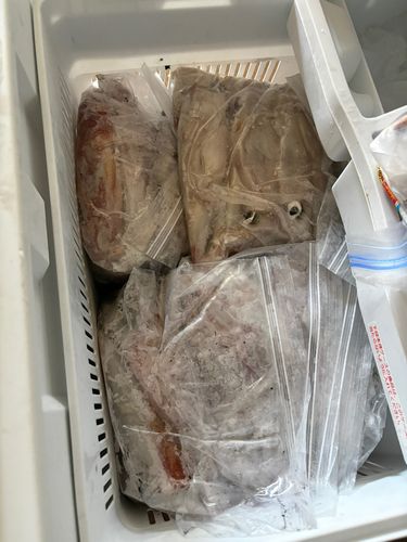 ケンサキイカの釣果