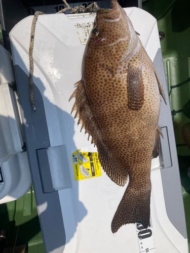 オオモンハタの釣果