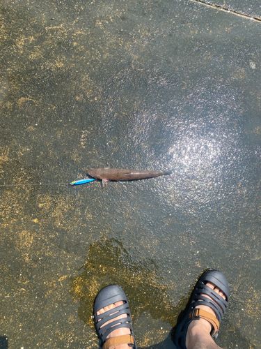サバの釣果