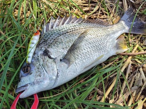 キビレの釣果