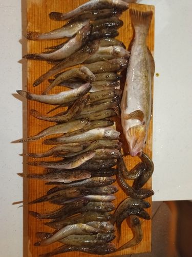 マハゼの釣果