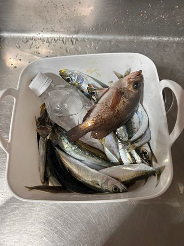 マイワシの釣果