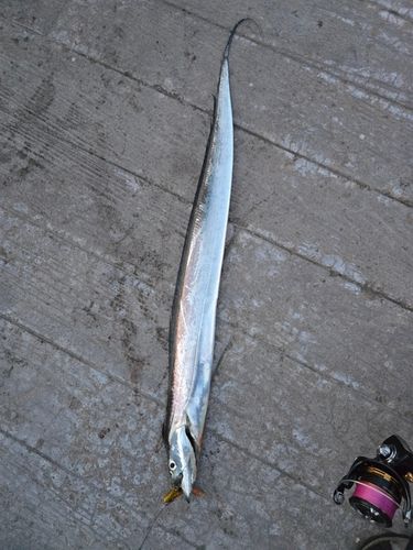 タチウオの釣果