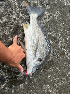 キビレの釣果
