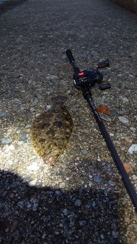 ソゲの釣果