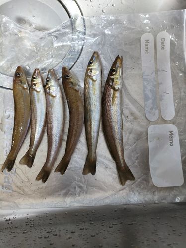 シロギスの釣果