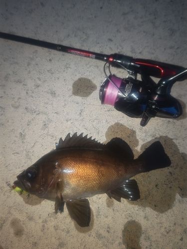 メバルの釣果