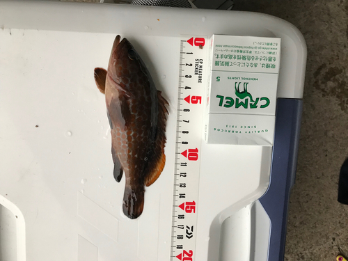 アコウの釣果