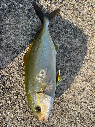 ネリゴの釣果