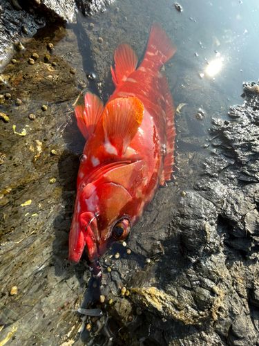 アカハタの釣果