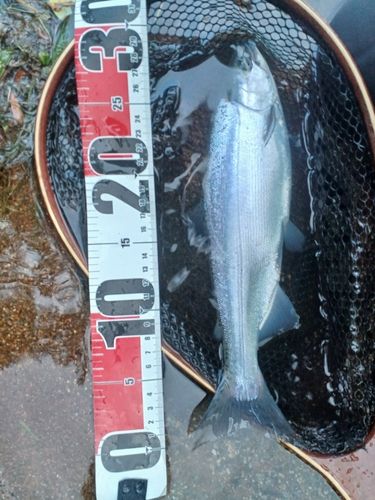サクラマスの釣果・釣り情報まとめ【2026年最新】 - アングラーズ 