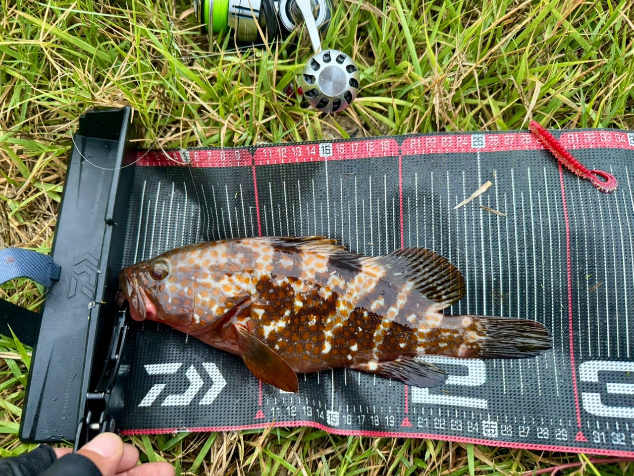 DAIWA HRF® (ハードロックフィッシュ) AGS 2019年モデルの最安値