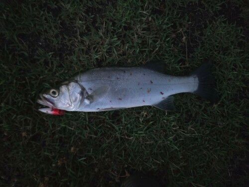 ハクラ（ヒラスズキ）の釣果