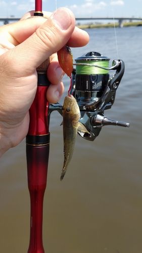 ハゼの釣果