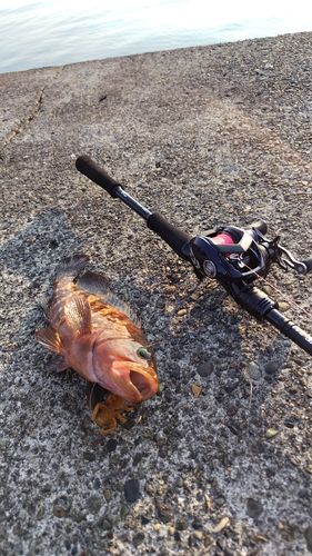 キジハタの釣果