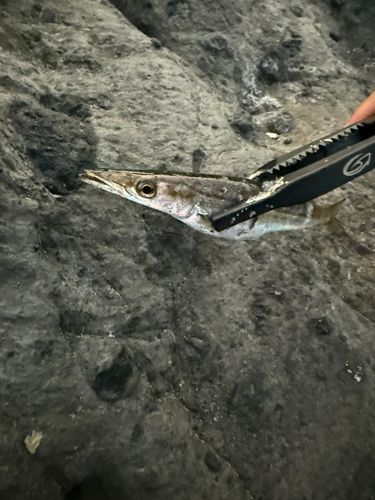 カマスの釣果
