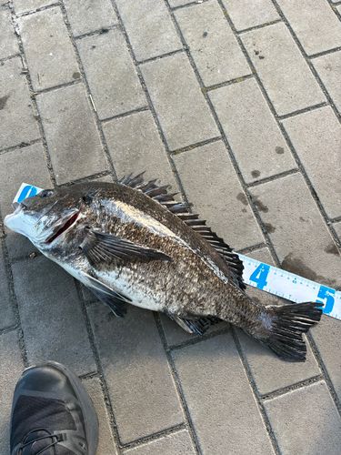 クロダイの釣果