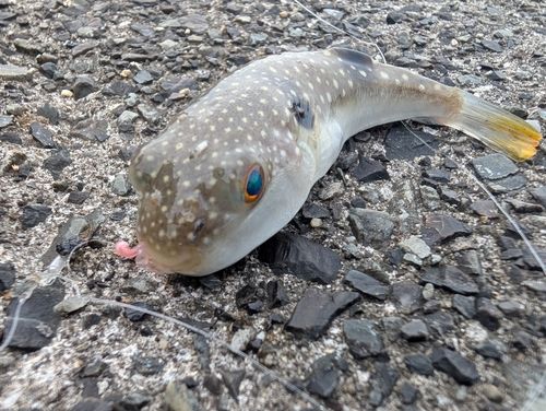 フグの釣果