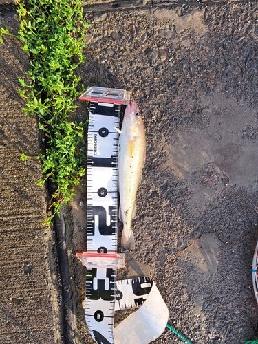 コマイの釣果