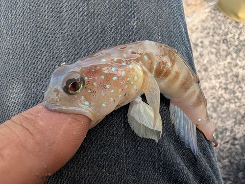 イトヒキハゼの釣果