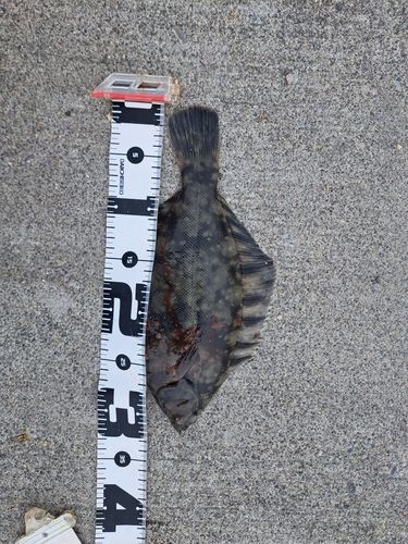 クロガシラガレイの釣果
