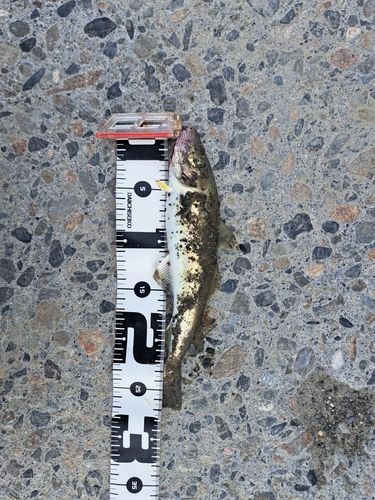 コマイの釣果