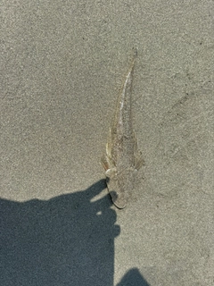 シロギスの釣果