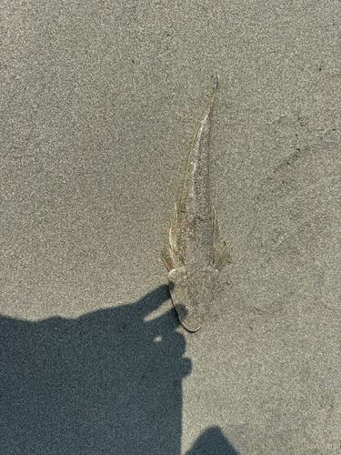 シロギスの釣果
