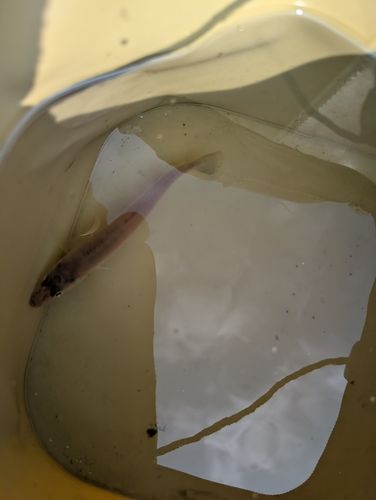 キスの釣果