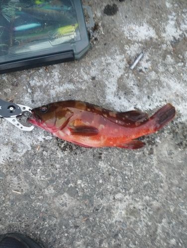 アカハタの釣果