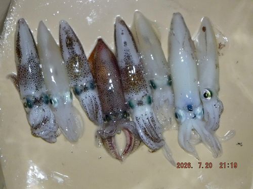ヒイカの釣果