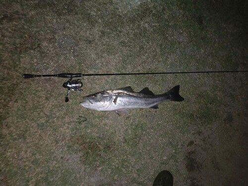 マルスズキの釣果